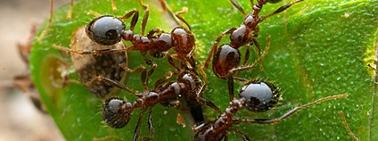 Mravenec ohnivý Foto: Thomas Shahan Flickr