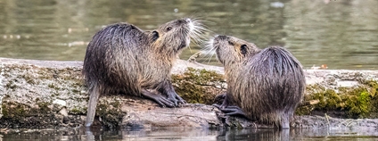 Nutrie říční Foto: Gérard Meyer Flickr