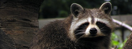 Mýval severní Foto: Pavel Vlček Zoo Ostrava