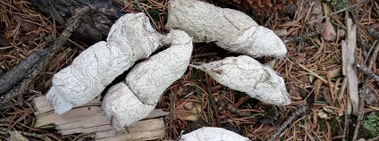 foto: Hnutí DUHA foto: Hnutí DUHA
