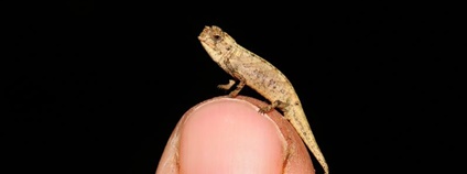 Samec nano chameleona (Brookesia nana) je nejmenší dospělý plaz, jaký byl kdy objeven Foto: Frank Glaw idw-online.de Samec nano chameleona (Brookesia nana) je nejmenší dospělý plaz, jaký byl kdy objeven Foto: Frank Glaw idw-online.de