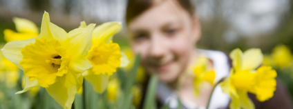Narcisy Foto: Air Images Shutterstock Narcisy Foto: Air Images Shutterstock