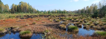 Soumarské rašeliniště Foto: Richenza Wikimeda Commons