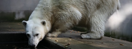 Lední medvědice. Foto: ZOO Brno