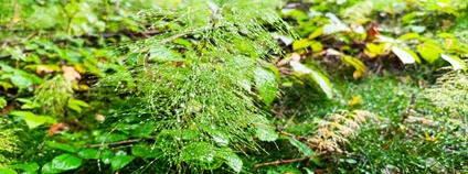 Nový prales Foto: Čmelák