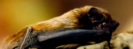 Foto: Manuel Werner, Nürtingen, AG Fledermausschutz Baden-Württemberg / Wikimedia Commons