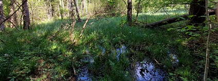 Obnovené lesní mokřady u Ludvických hor. Foto: Lesy ČR
