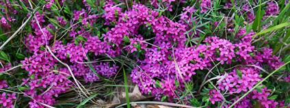 Detail kvetoucího lýkovce vonného Foto: Výzkumný ústav pro krajinu