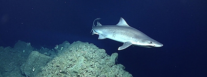 Žralok ostrozubý / žralok písečný malozubý Foto: NOAA Photo Library Flickr