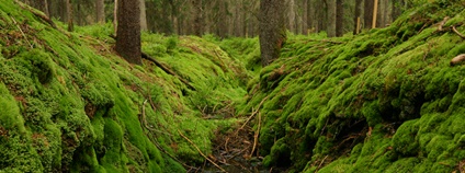 Odvodňovací kanál v rašelinné smrčině Foto: Ivana Bufková NP Šumava Odvodňovací kanál v rašelinné smrčině Foto: Ivana Bufková NP Šumava