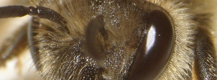 Hlava včely Foto: Stuart Williams Flickr
