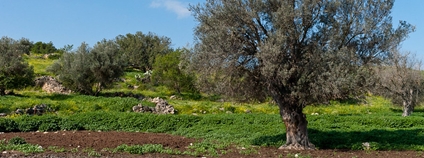 Olivový háj v Izraeli Foto: Flavio~ Flickr