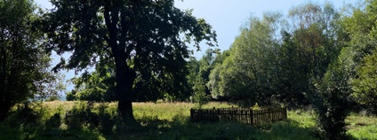 Bývalá náves Olšiny s poslední lípou. Foto: LaSo Wikimedia Commons
