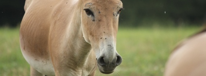 Onager - asijský divoký osel Foto: P. Vlček Zoo Ostrava Onager - asijský divoký osel Foto: P. Vlček Zoo Ostrava