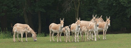 Zoo Ostrava odchovává čtyři mláďata vzácných oslů onagerů Foto: E. Gombala Zoo Ostrava