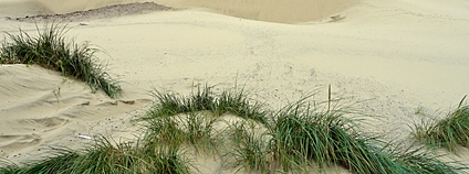 Písečné duny v Oregonu Foto: Rick Obst Flickr