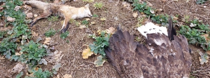 Orel mořský a liška nalezení 22. února na Příbramsku. Foto: Police ČR