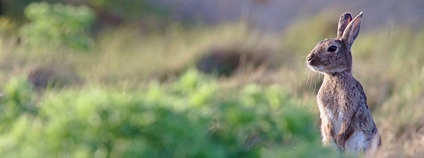 Králík divoký Foto: Henri Quatre Flickr
