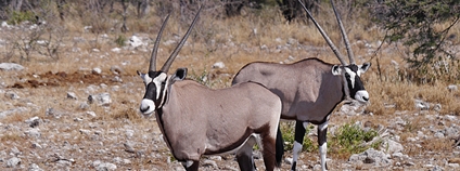 Oryx / přímorožec jihoafrický Foto: Nik Borrow Flickr