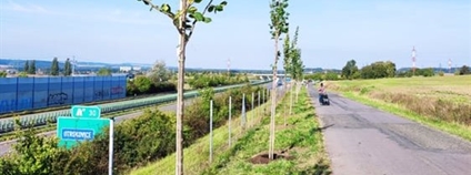 Výsadba stromů v Otrokovicích Foto: Otrokovice.cz Výsadba stromů v Otrokovicích Foto: Otrokovice.cz