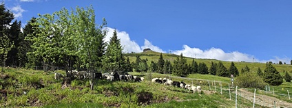 Na pastviny nad jesenickou Ovčárnou míří stovka ovcí. Foto: Marcel Dvorský AOPK ČR