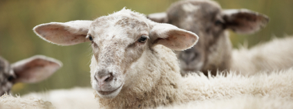 Ovce Jaromir Foto: Chalabala Shutterstock Ovce Jaromir Foto: Chalabala Shutterstock