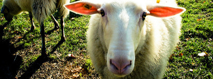 Ovce Foto: Jan Jablunka Flickr