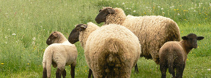 Ovce Foto: abejorro34 Flickr