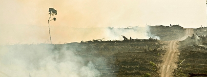 Vypalování pralesa pro palmovou plantáž Foto: David Gilbert/RAN Flickr