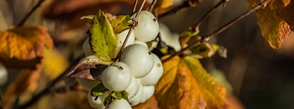 Pámelník bílý (Symphoricarpos albus) Foto: David Seibold Flickr