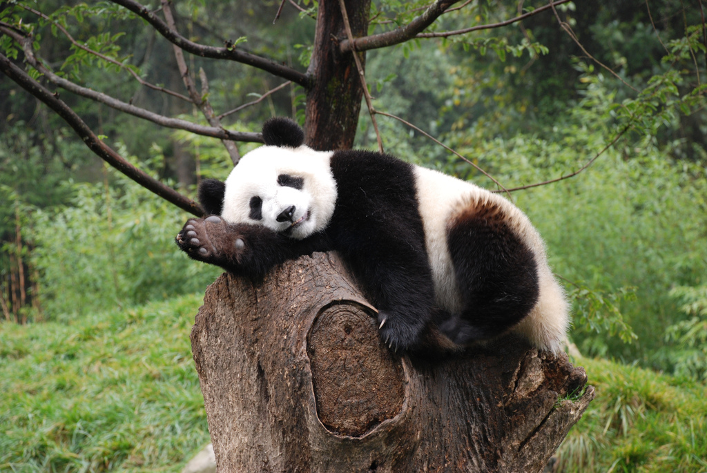 Lidmi milovan panda Siang Siang odletla z Japonska do ny - Ekolist.cz