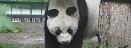 Panda Foto: Nigel Swales Flickr