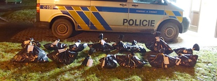 Celkový počet mrtvých zvířat nalezených u Sedlice na Příbramsku je 16. Případ si převzala kriminální policie. Foto: Klára Hlubocká Česká společnost ornitologická Celkový počet mrtvých zvířat nalezených u Sedlice na Příbramsku je 16. Případ si převzala kriminální policie. Foto: Klára Hlubocká Česká společnost ornitologická