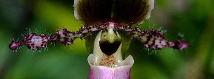Střevíčník paphiopedilum glaucophyllum Foto: Brian Gratwicke Flickr.com