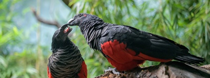 Papoušek orlí Foto: Zoo Praha Papoušek orlí Foto: Zoo Praha