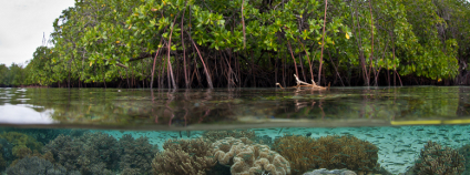 Mangrovy na Papue Foto: Ethan Daniels Shutterstock