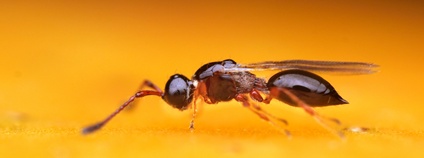 Parazitická vosička Foto: Phil Hönle Biologické centrum AV ČR