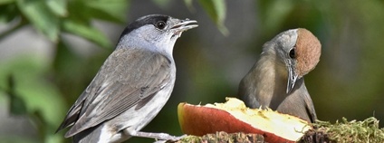 Pěnice černohlavá Foto: Dagmar Běhounková ČSO