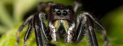Sameček pavouka rodu Phidippus clarus. Foto: Kaldari / Wikimedia Commons