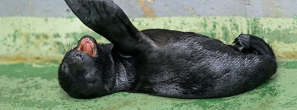 Mládě lachtana Foto: Petr Hamerník Zoo Praha