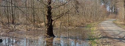 Záměrným zaplavováním vrací lesníci vodu do luhů na Břeclavsku Foto: Lesy ČR