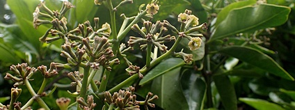 Pisonia brunoniana Foto: Krzysztof Ziarnek, Kenraiz Wikimedia Commons