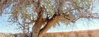Stoleté pistácie v Negevské poušti zkoumají dendrochronologové Foto: LDF MENDELU