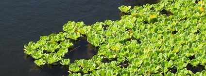 Babelka řezanovitá Foto: Forest and Kim Starr Flickr