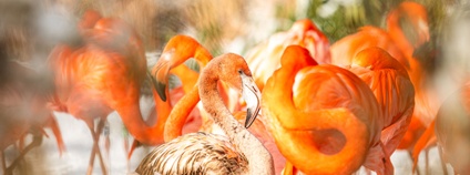 Plameňáci kubánští Foto: M. Vlčková Zoo Ostrava