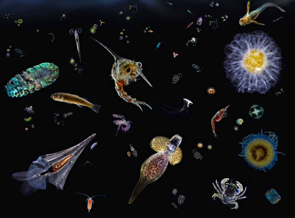 Фитопланктон дать определение. Планктон фито зоопланктон. Бриокамптус зоопланктон. Фитопланктон водоросли. Пресноводный фитопланктон.