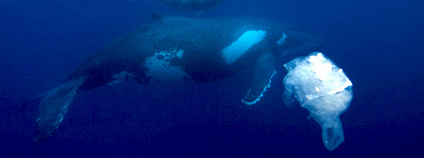 Mořský živočich proplouvající kolem plastikového sáčku Foto: Sustainable Coastlines Flickr