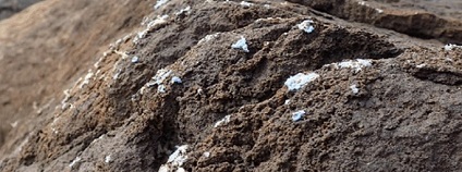 Foto: Gestoso et al., Sci. Total Environ., 2019 Foto: Gestoso et al., Sci. Total Environ., 2019