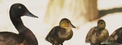 Poláci východní Foto: E. Gombala Zoo Ostrava