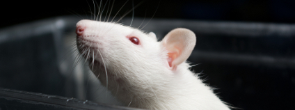 potkan v laboratoři Foto: lculig Shutterstock